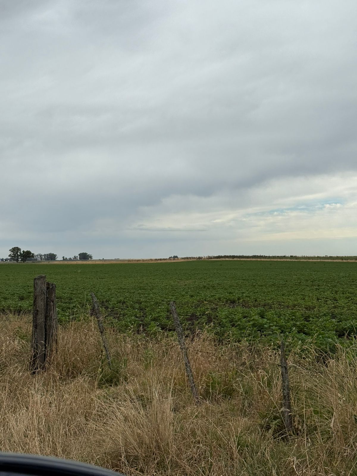 CAMPO 302 HECTÁREAS