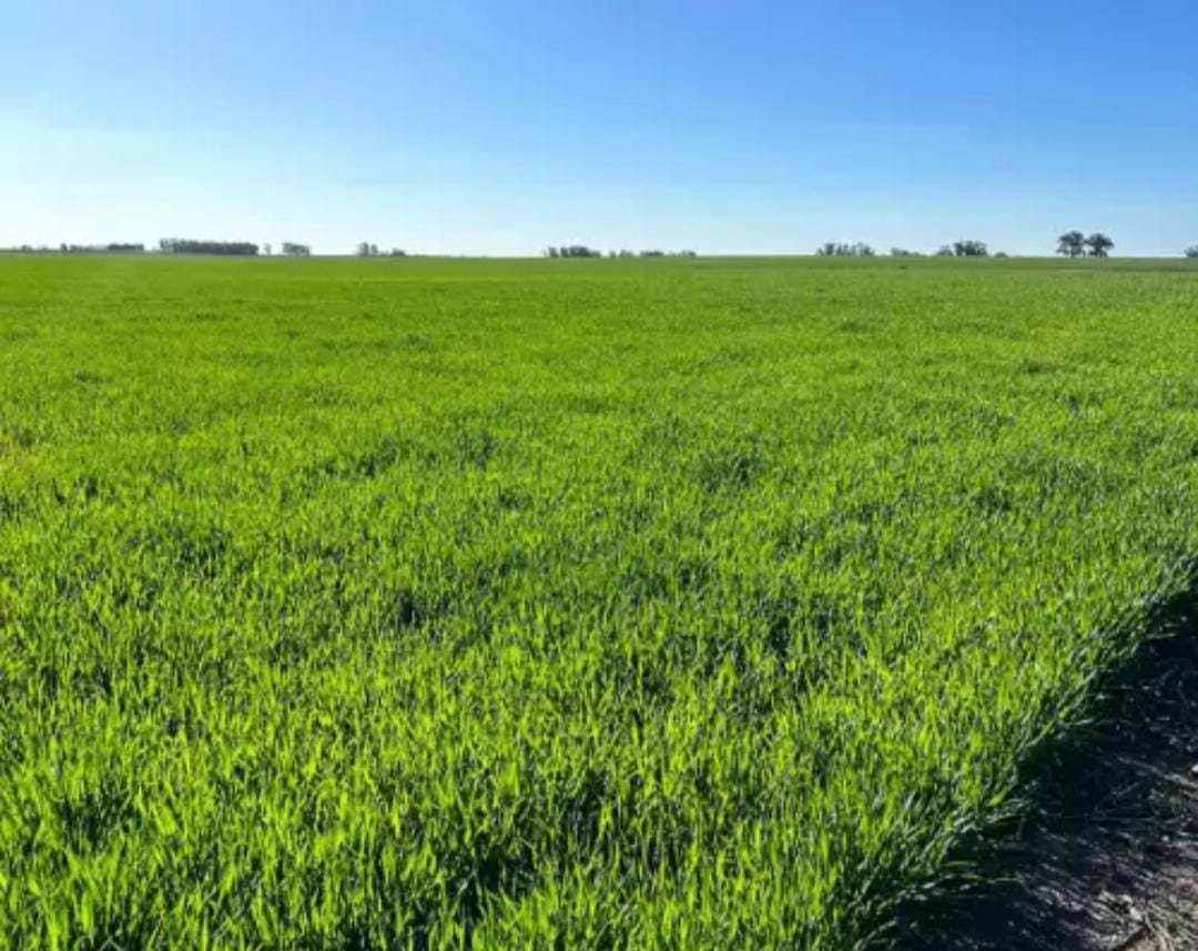 CAMPO 178 HECTÁREAS BENITO JUÁREZ 🌾