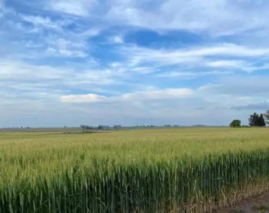 CAMPO 178 HECTÁREAS BENITO JUÁREZ 🌾