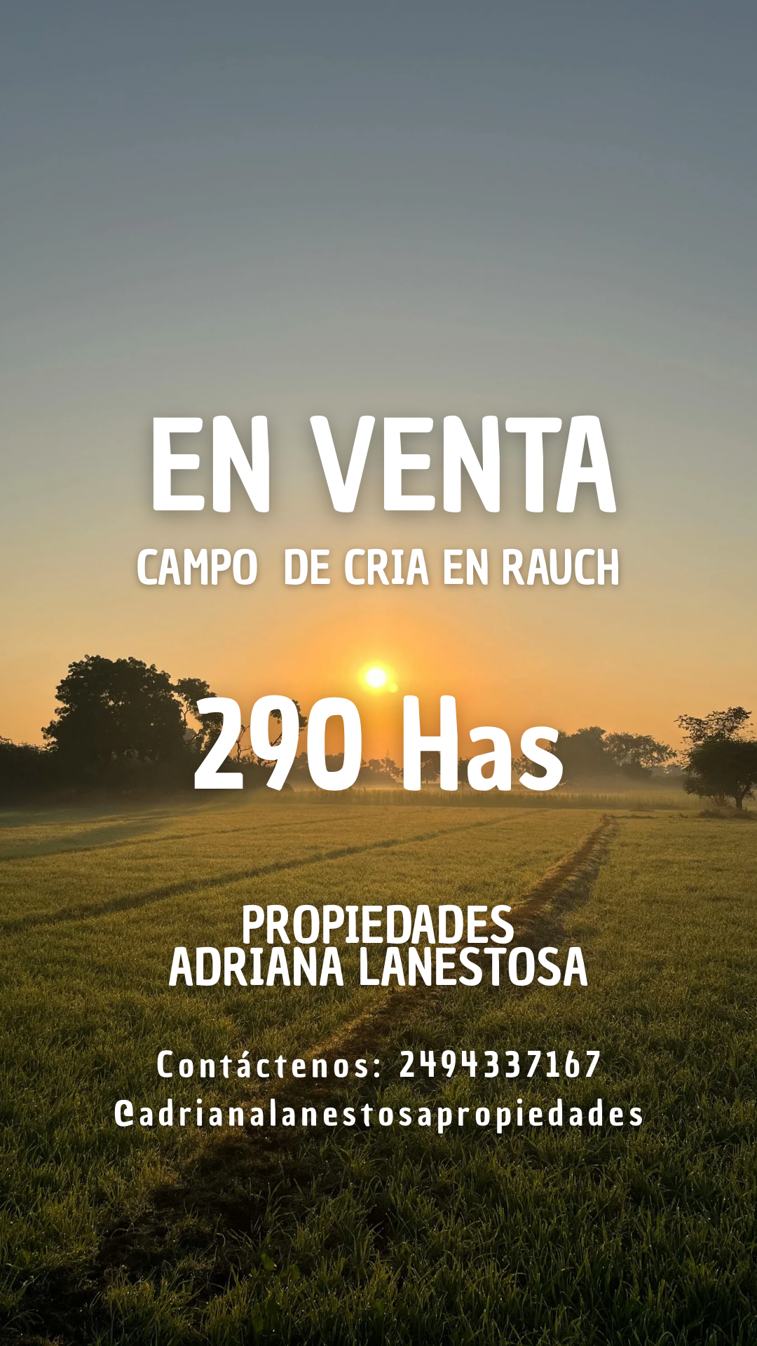Campo 290 Has en Rauch