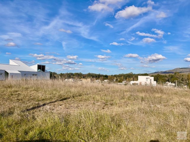 Los aromos y los álamos