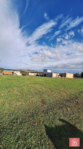 CASUARINAS ( LA ELENA)