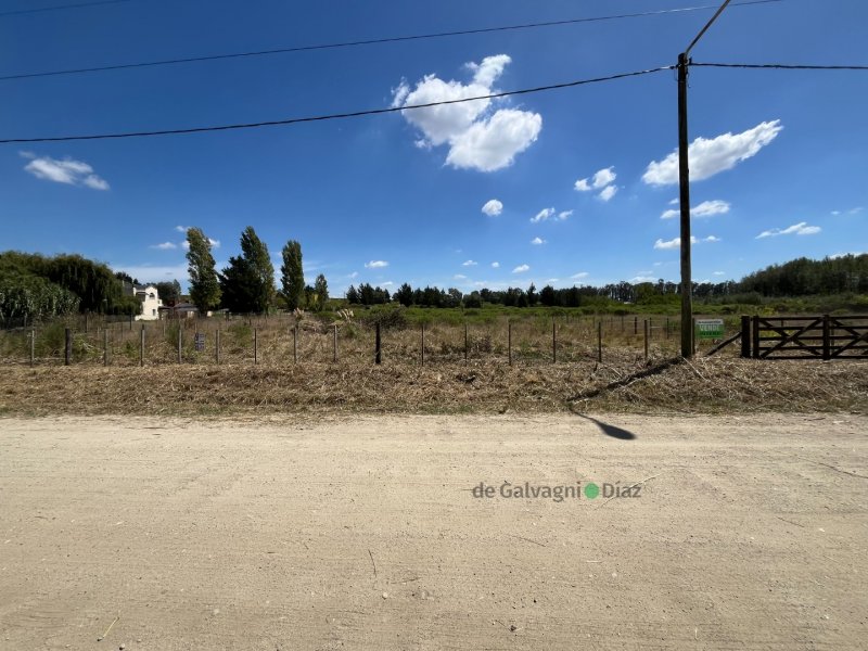 Las LILAS (PARAISO)