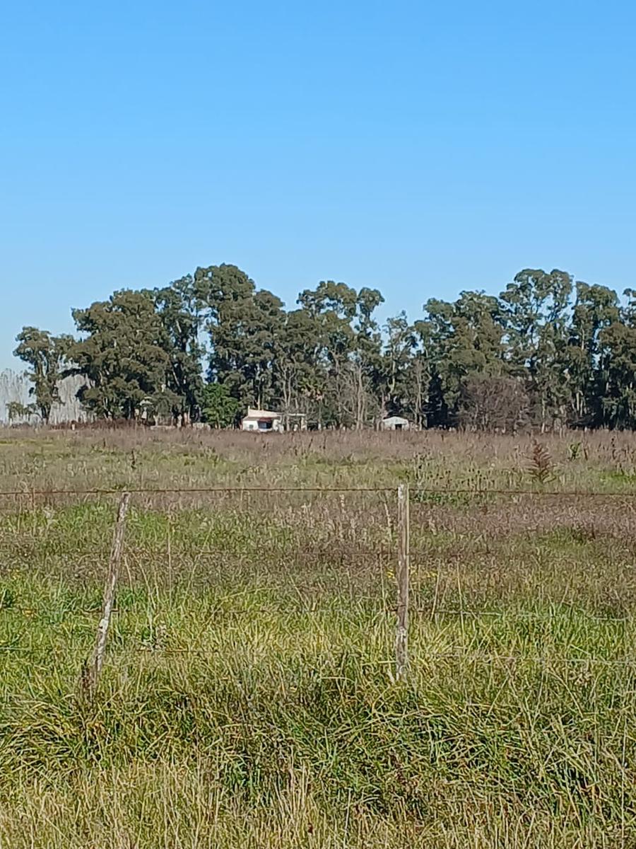 Campo agricola/ganadero de 99 hectáreas — Azul, ruta 3