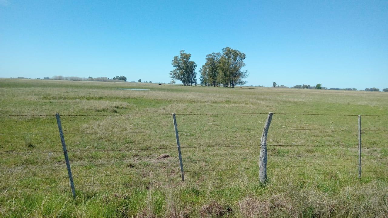 Campo en venta de 49 Ha ideal para actividades ganaderas — Rauch